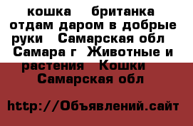 кошка  - британка, отдам даром в добрые руки - Самарская обл., Самара г. Животные и растения » Кошки   . Самарская обл.